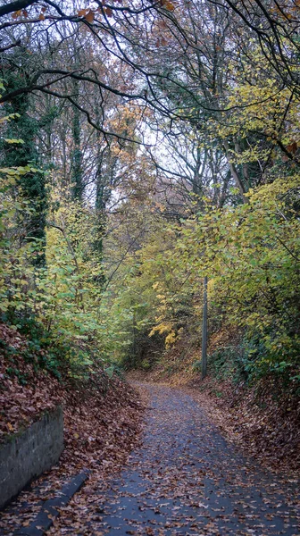 Estrada Curva Uma Floresta Ottignies Bélgica Durante Outono — Fotografia de Stock