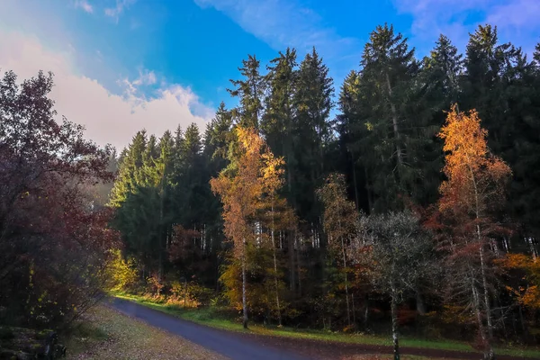 Almanya 'nın Landal Wirfttal şehrinde sonbaharda güneş ormanı aydınlatıyor.