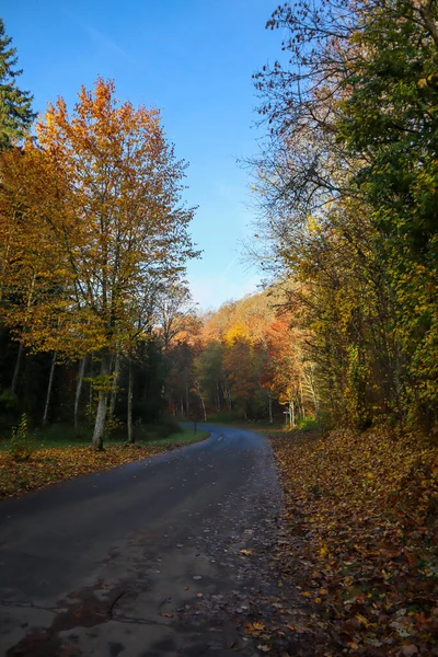 Path Forest Autumn Landal Wirfttal Germany — Zdjęcie stockowe