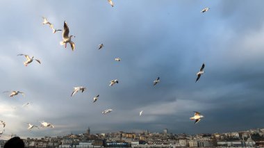 İstanbul, Türkiye 'de fırtına öncesinde gökyüzünde uçan güvercinler