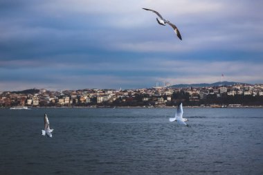 Kanatları açık uçan güvercinler ve arka planda İstanbul ve Türkiye