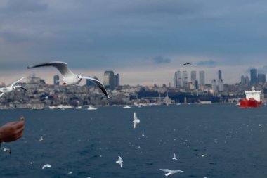 Kanatları açık uçan güvercinler ve arka planda İstanbul ve Türkiye