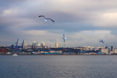 Kanatları açık uçan güvercinler ve arka planda İstanbul ve Türkiye