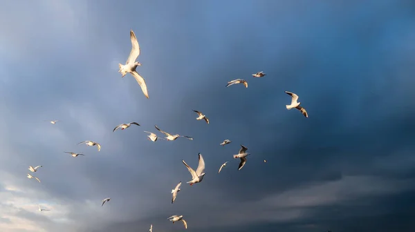 Palomas Volando Cielo Antes Una Tormenta Estambul Turquía — Foto de Stock