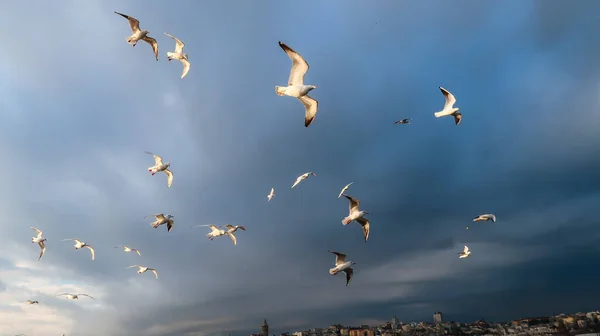 Galambok Repülnek Égen Egy Vihar Előtt Isztambulban Törökországban — Stock Fotó