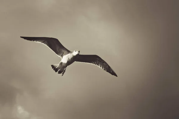 Dramatic Flight Alone Pigeon Flying Wings Open — Stock Photo, Image