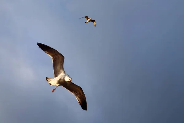 Palomas Volando Cielo Despejado Con Las Alas Abiertas — Foto de Stock
