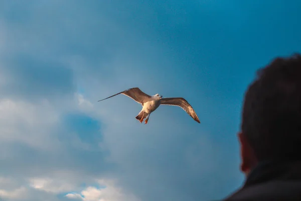 Persona Mirando Una Paloma Voladora Con Cielo Despejado — Foto de Stock