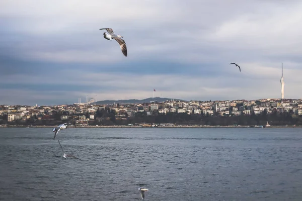Holub Létající Křídly Dokořán Istanbul Turecko Pozadí — Stock fotografie