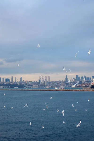 Holubi Létají Křídly Dokořán Istanbul Turecko Pozadí — Stock fotografie