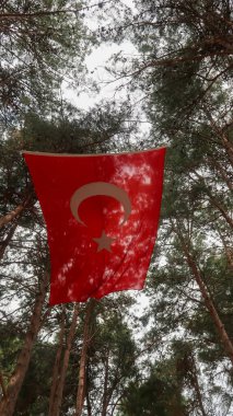 See through Turkey flag with tall pine trees behind