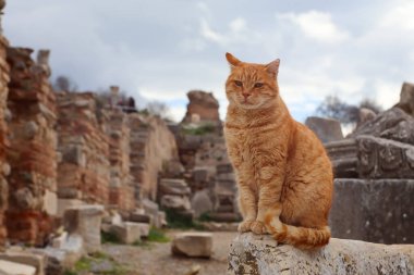 Cat sitting on the ruins of the Ancient Greek City Ephesus