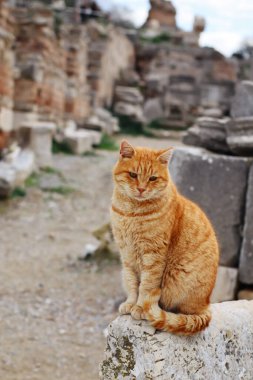 Cat sitting on the ruins of the Ancient Greek City Ephesus