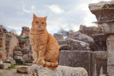 Cat sitting on the ruins of the Ancient Greek City Ephesus