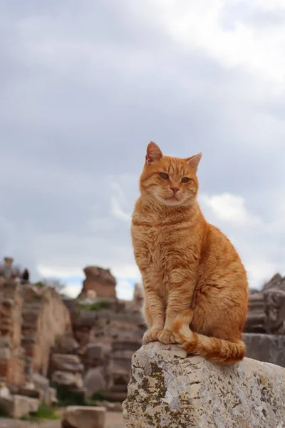 Cat Sitting Ruins Ancient Greek City Ephesus — Stockfoto