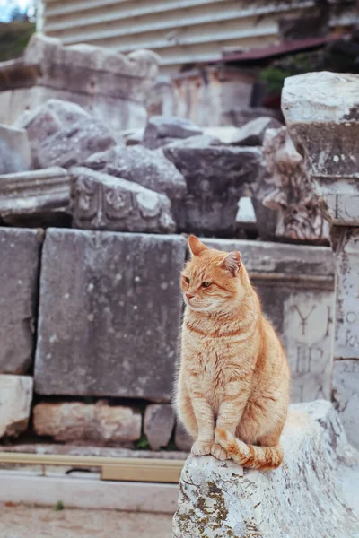 Cat Sitting Ruins Ancient Greek City Ephesus — Stockfoto