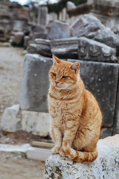 Cat sitting on the ruins of the Ancient Greek City Ephesus