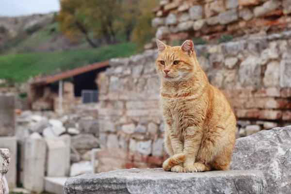 Cat sitting on the ruins of the Ancient Greek City Ephesus
