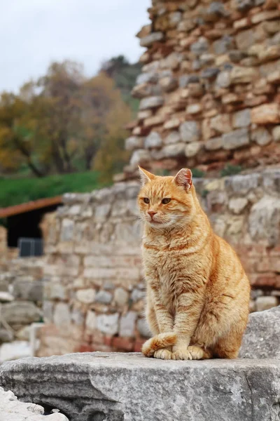 Cat sitting on the ruins of the Ancient Greek City Ephesus