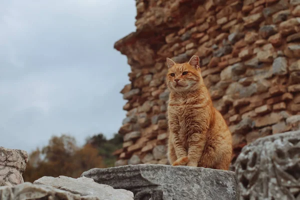 Cat Sitting Ruins Ancient Greek City Ephesus — Stockfoto