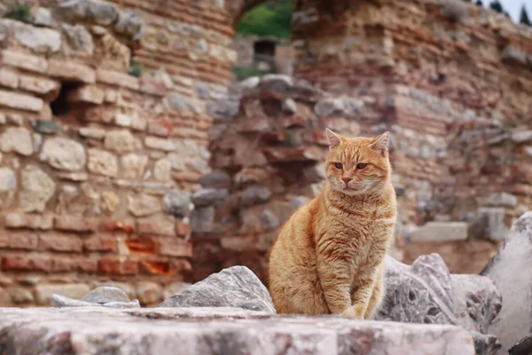 Cat sitting on the ruins of the Ancient Greek City Ephesus