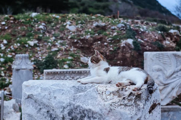Cat Sitting Ruins Ancient Greek City Ephesus — Stockfoto
