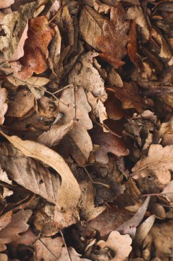 Sonbahar yapraklarını yere yakın tut. Sonbahar renkleri