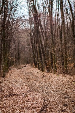 Sonbahar boyunca ormanda dökülen yapraklarla yol.