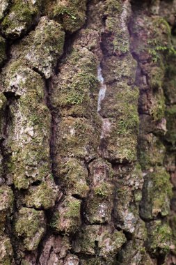 Sonbahar boyunca üzerinde bitki örtüsü olan ağaç kabuğunu kapat