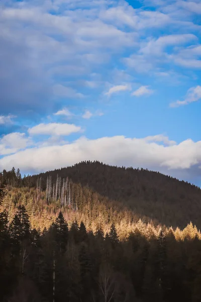 Ορεινό Τοπίο Στη Ρουμανία Δέντρα Και Γαλάζιο Ουρανό — Φωτογραφία Αρχείου