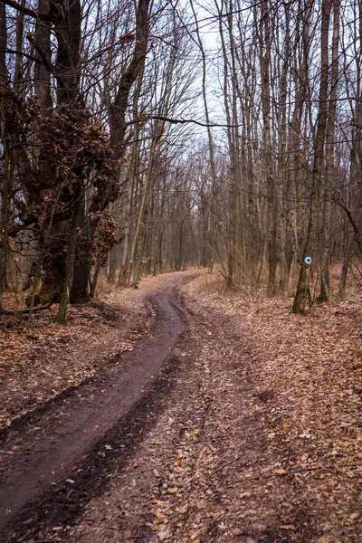 Estrada Floresta Cheia Folhas Amarelas Durante Temporada Outono Roménia — Fotografia de Stock