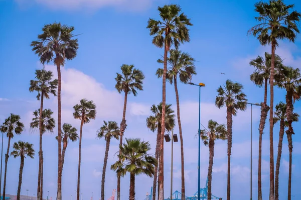 Tall palm trees in a park during a sunny day in Las Palmas