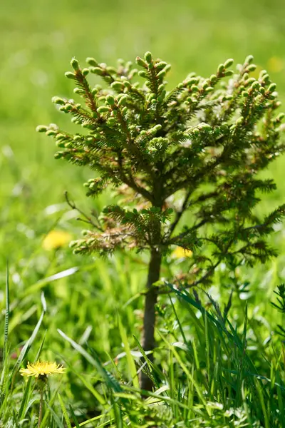 Small young green tree growing among the grass on a sunny summer day