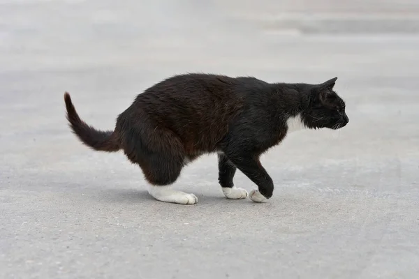 Eine schwarze Katze mit weißen Flecken geht über das grüne Gras — Stockfoto