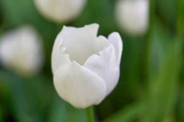 Güneşli bir sabahta lale tarlasında parlak lale çiçekleri