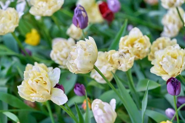 Heldere bloemen van tulpen op een tulpenveld op een zonnige ochtend — Stockfoto