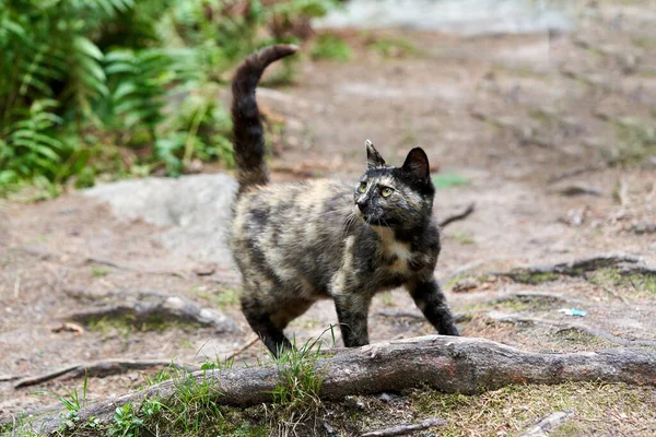 Eine wild gefleckte Katze läuft mit erhobenem Schwanz durch den Wald — Stockfoto