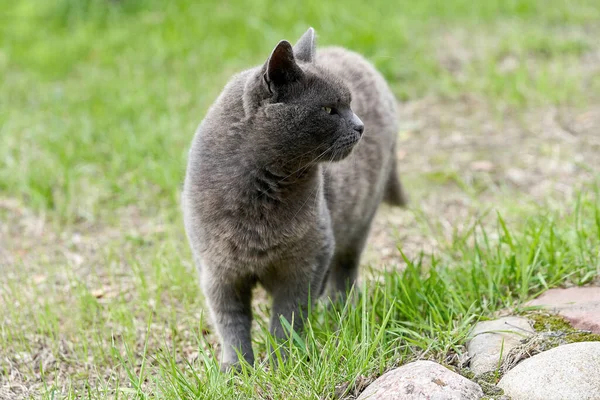 Eine graue Katze spaziert an einem Sommertag auf grünem Gras — Stockfoto