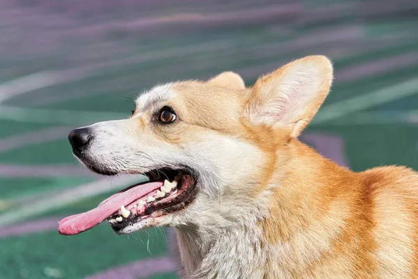 Cão corgi com boca aberta e língua rosa saliente — Fotografia de Stock