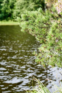 Yazın güneşli bir günde suda büyüyen Reed çalılıkları. Reed suyun arka planında