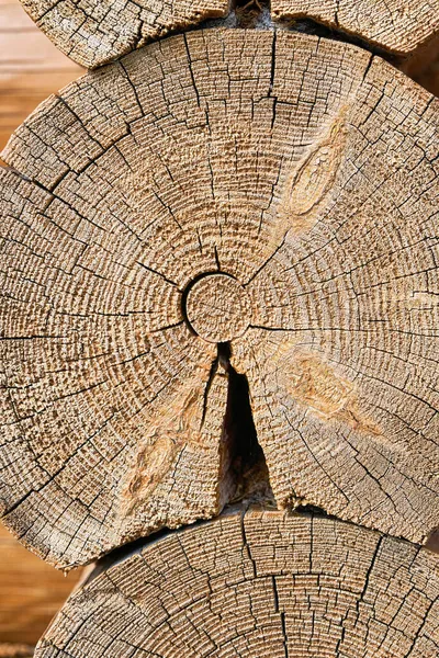 Textura Del Árbol Corte Tronco Disparo Vertical —  Fotos de Stock