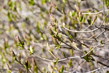 Genç yapraklar baharda ağaçlardaki tomurcuklardan çiçek açar.