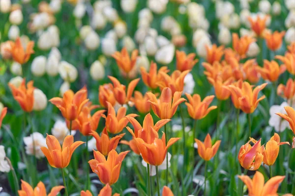 Leuchtende Tulpenblüten auf einem Tulpenfeld an einem sonnigen Morgen — Stockfoto