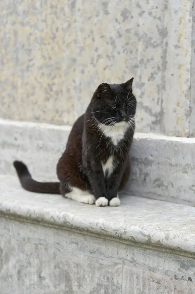 Czarny puszysty kot siedzi na granitowym piedestale w letni dzień — Zdjęcie stockowe
