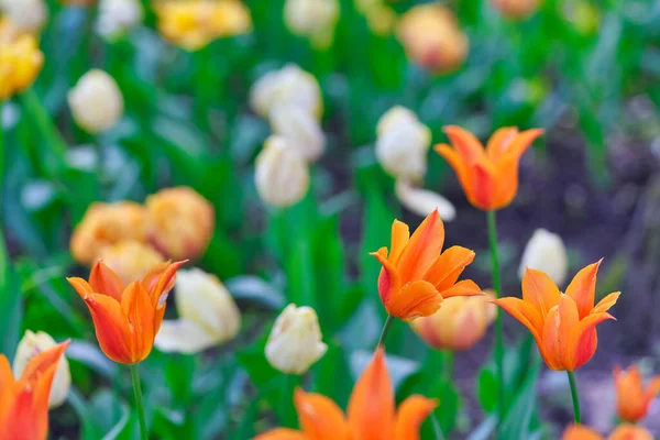 Flores brilhantes de tulipas em um campo de tulipas em uma manhã ensolarada — Fotografia de Stock