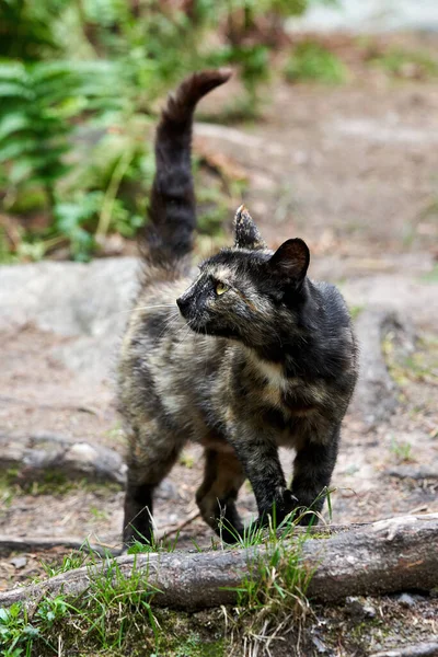 Vahşi benekli bir kedi kuyruğu havada ormanda yürüyor. — Stok fotoğraf