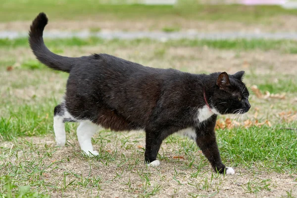 Eine schwarze Katze mit weißen Flecken geht über das grüne Gras — Stockfoto