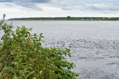 Suyun arka planında yeşil yapraklı çalılıklar