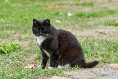 Beyaz benekli siyah bir kedi yeşil çimlerde yürüyor.