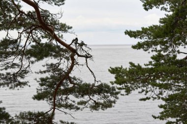 Bulutlu bir günde gölün arka planında çam dalları